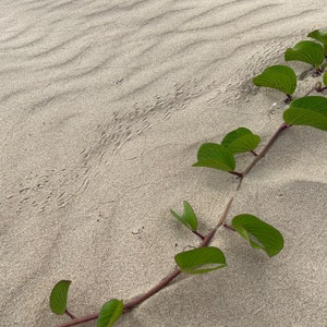 Waves on Sand Pattern with Green Ivy Photo Print Canvas - Beach House Home Wall Decor / Puerto Rico Beach / Blank Cards- JYRadin Photography