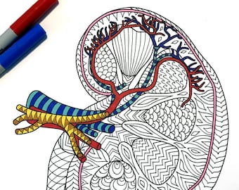 Rein - Anatomie humaine - Coloriage PDF