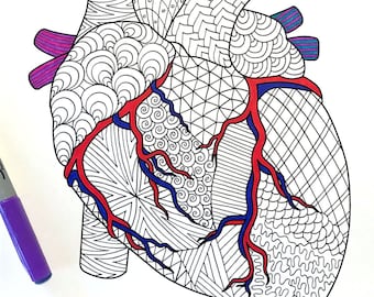Heart - Human Anatomy - PDF Coloring Page