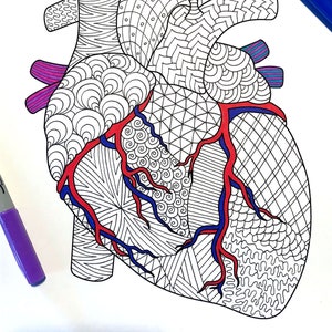 Heart - Human Anatomy - PDF Coloring Page