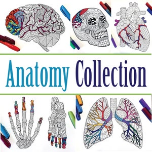 Anatomy Collection - Set of 10 PDF Coloring Pages