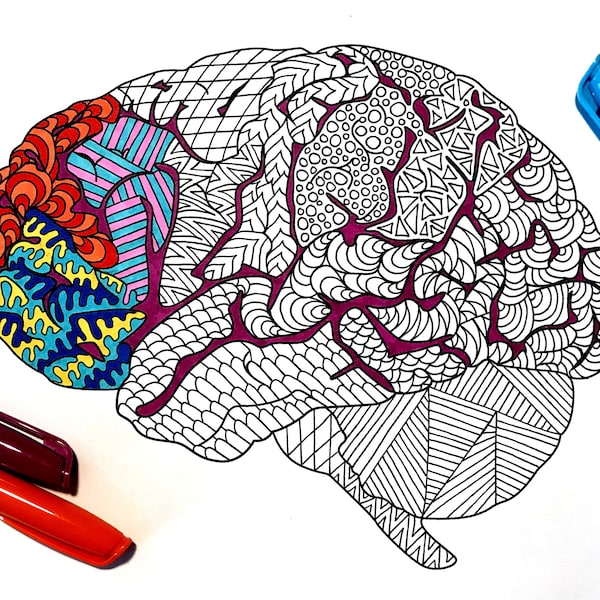 Brain - PDF Anatomy Coloring Page