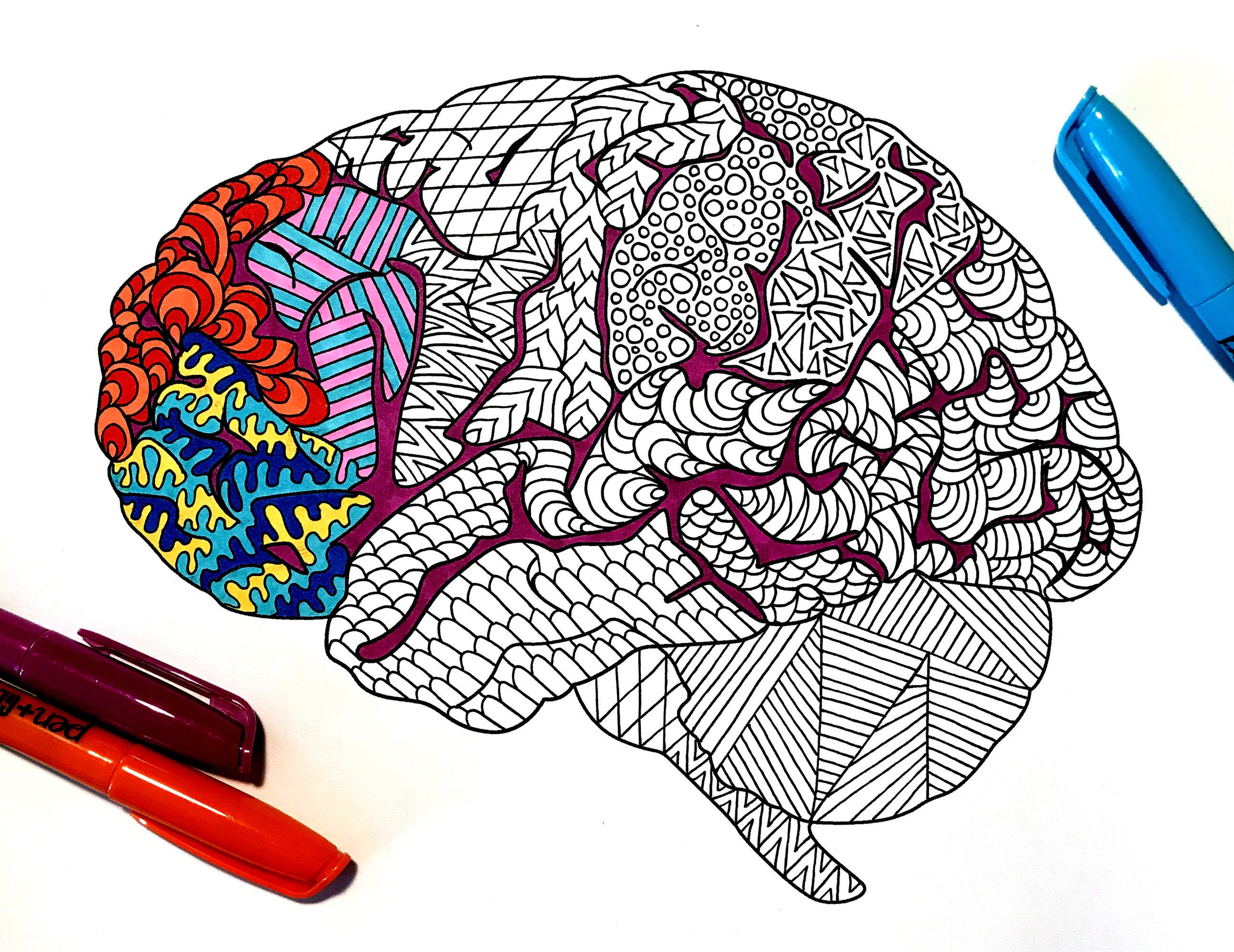 Brain PDF Anatomy Coloring Page | Etsy
