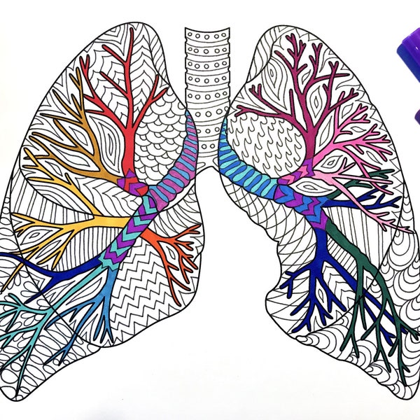 Lungs - Human Anatomy - PDF Anatomy Coloring Page