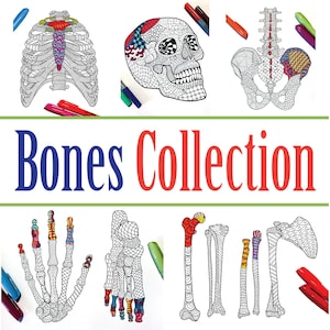 Human Bones Anatomy Collection - Set von 5 PDF Malvorlagen