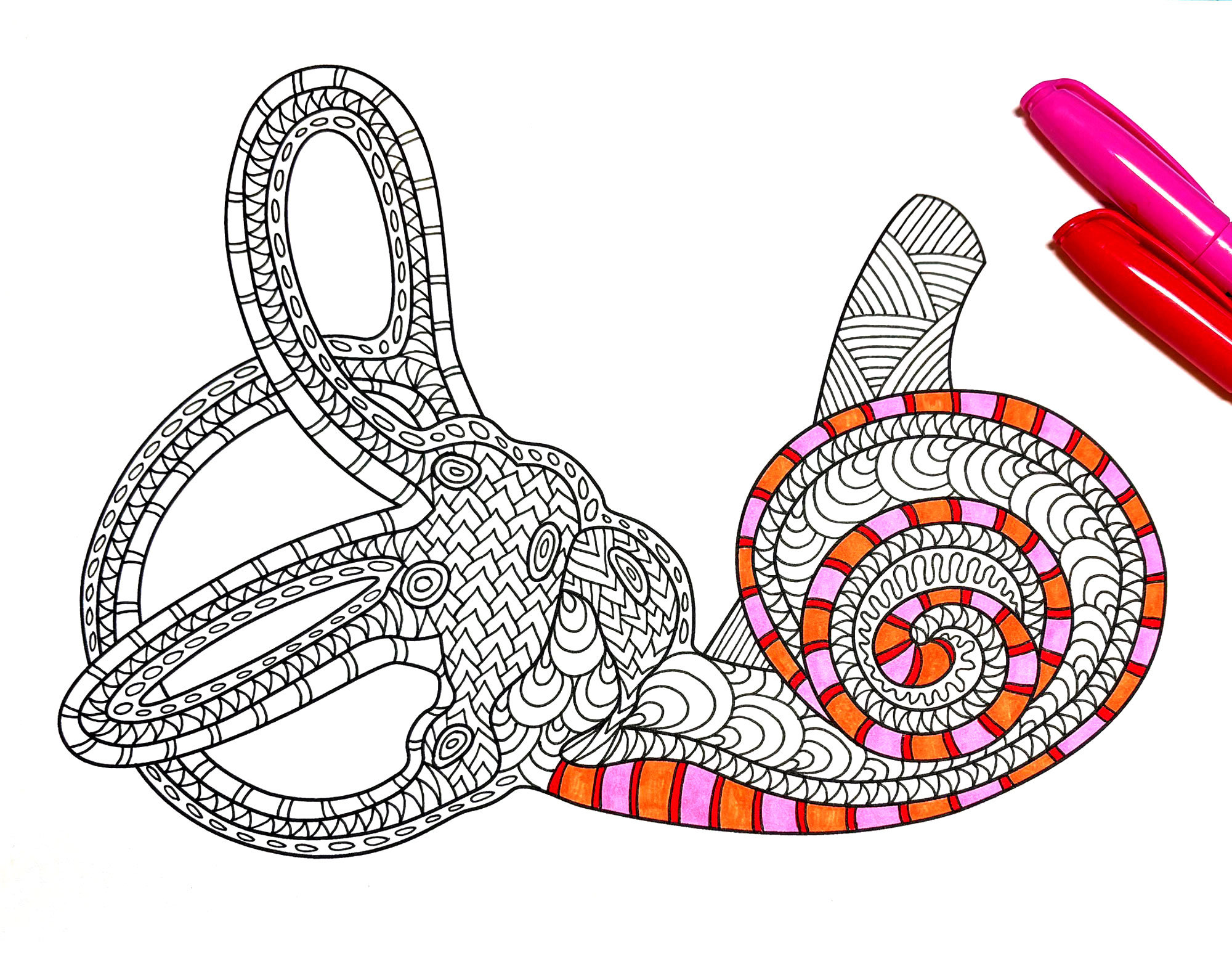 Inner Ear - Human Biology - PDF Coloring Page