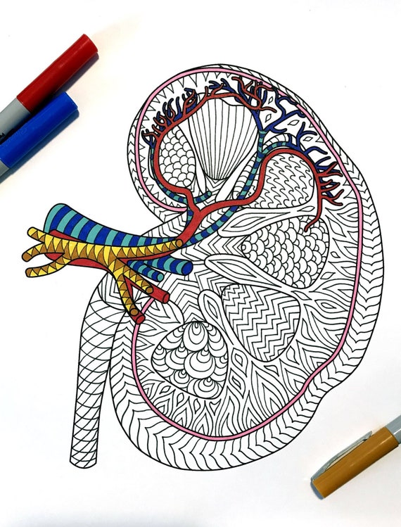 Kidney Human Anatomy Pdf Zentangle Coloring Page Etsy