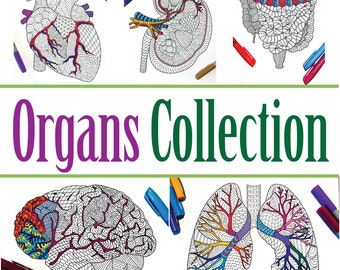 Human Organs Anatomy Collection - Set of 12 PDF Coloring Pages