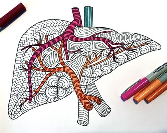 Liver - Human Anatomy - PDF Coloring Page