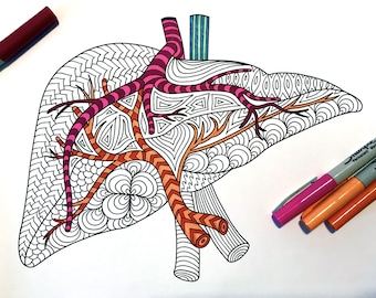 Liver - Human Anatomy - PDF Coloring Page