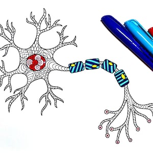 May include: A black and white line drawing of a neuron with a red and white center. The neuron has a long axon with blue and yellow stripes. The drawing is on a white background.