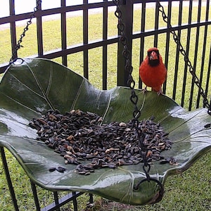 May include: A red cardinal bird perched on the edge of a green ceramic leaf-shaped bird feeder filled with black birdseed.