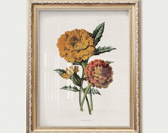Puede incluir: Una impresión botánica enmarcada con flores de caléndula en tonos naranja y rojo, con hojas verdes. La impresión está enmarcada en un marco dorado ornamentado. La palabra "MARIGOLD" está impresa en la parte inferior de la imagen.
