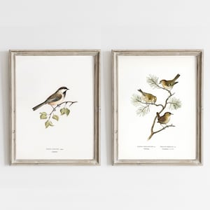 Uccelli Vintage Art, Set di 2, Specie di uccelli, Arte murale stampabile digitale, Stampa di uccelli vintage, Galleria Wall DIY, Poster vintage degli uccelli