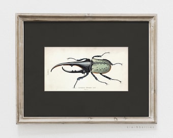 Vintage Beetle Print: Dark Academia Insect Wall Art (Digital Download)