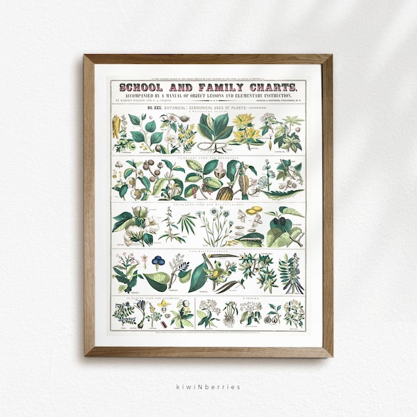 Vintage Botanical Chart, Plant Chart print, Botanical Poster, Herbs and Plants, Kitchen Wall Art, Botanist Gift, Vintage Plant Poster