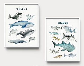 Educational prints, Whales and Sharks Species, Ocean sea wall art, Marine Animals poster, Whales and Sharks print, Illustration, Chart art