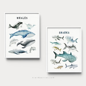 Grabados educativos, Especies de ballenas y tiburones, Arte de paredes marinas oceánicas, Póster de animales marinos, Impresión de ballenas y tiburones, Ilustración, Arte de gráficos