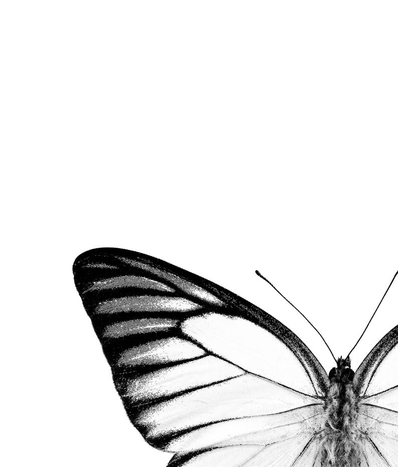 Butterfly Print Set Monochrome Decor Minimalist Home Etsy