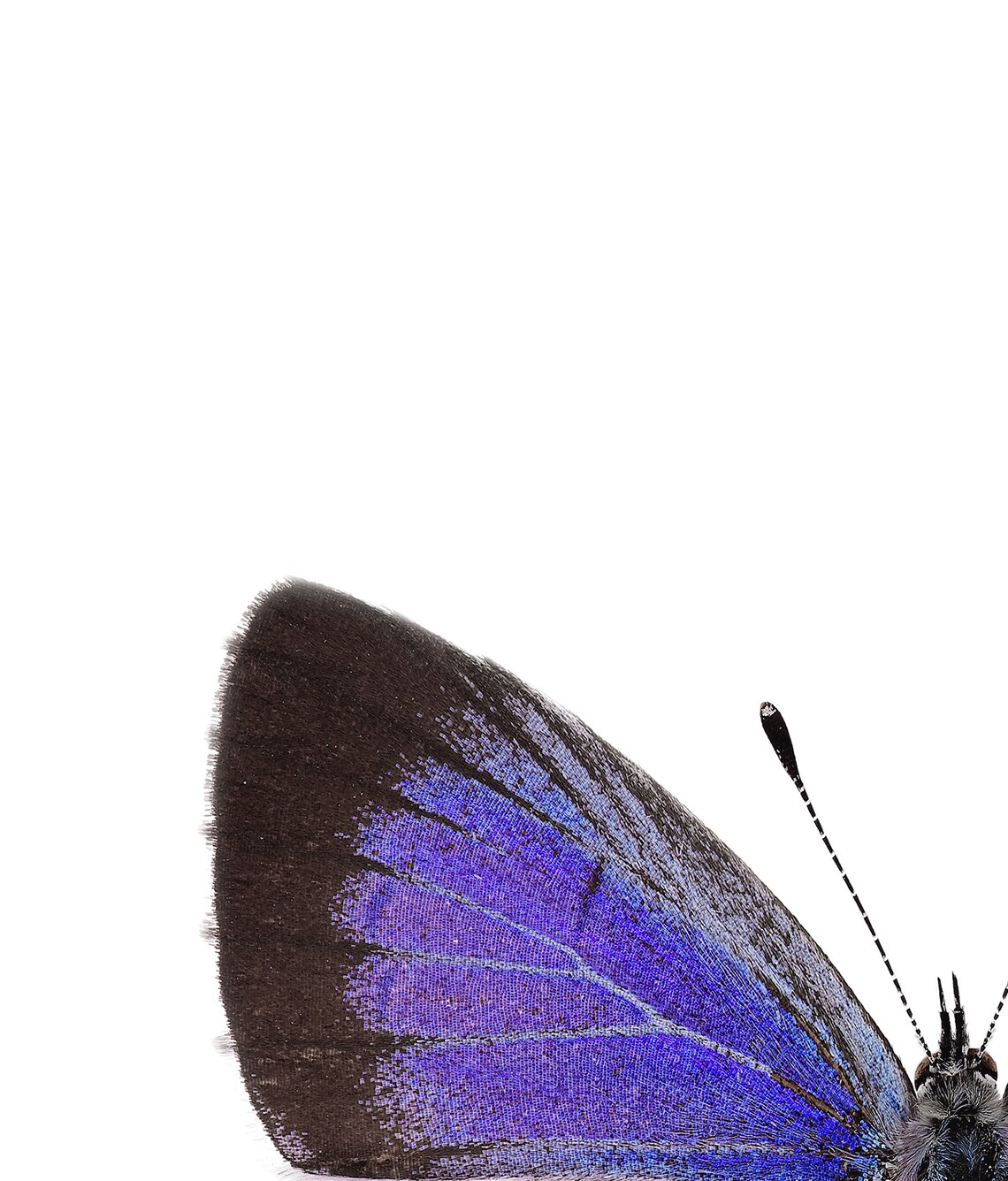 Purple Butterfly Poster Butterfly Printable Modern Wall Art - Etsy