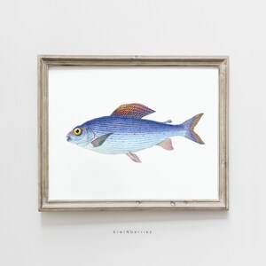 Blue Fish Print, Printable Fishing Gift, Vintage Fish Drawing, Nature Ocean Sea