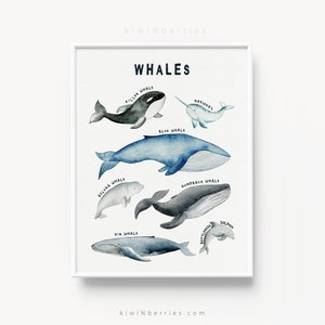 Whales chart print, Educational prints, Whale Species, Ocean sea wall art, Marine Animals poster, Whale print, Illustration, Whale poster