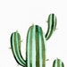 Cactus Print Printable Cactus Art Botanical Prints - Etsy