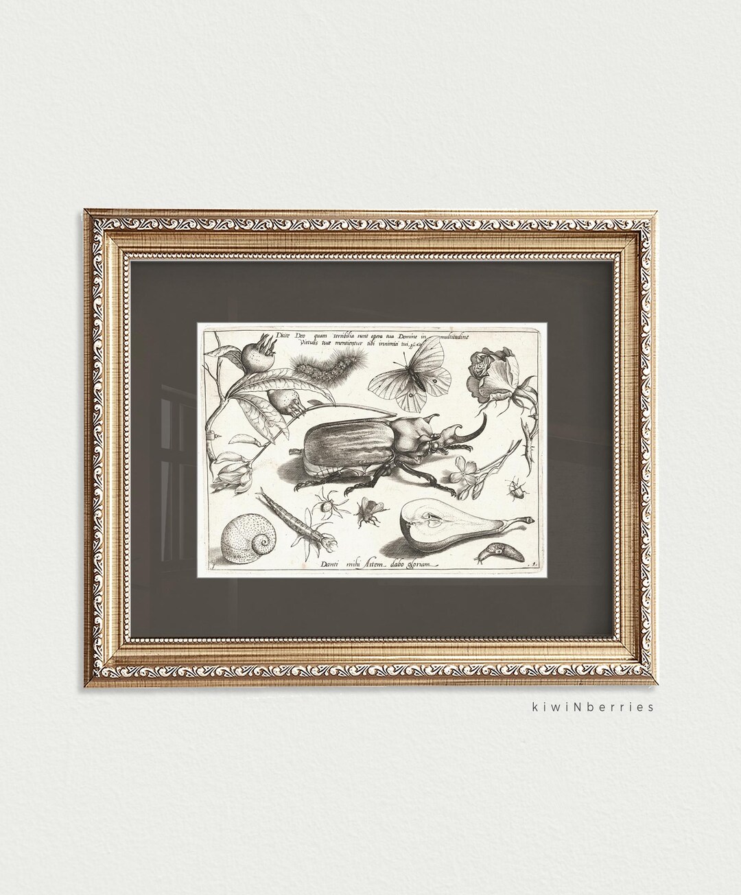 Beetle & Herbs Print: Vintage Natural History Illustration (digital ...