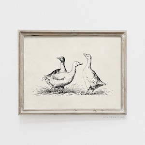 Skizze Enten Druck, Vintage Enten Kunst, Vintage Bauernhaus Dekor, schwarz und beige, Bauernhof Tiere Zeichnung, Land Poster,Gänse Gänse