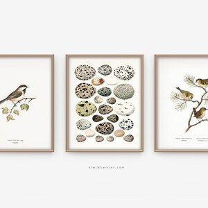 Birds Vintage Art, Collection of Eggs, Birds Species, Digital Printable Wall art, Vintage Bird Print, Gallery Wall DIY, Vintage Birds Poster