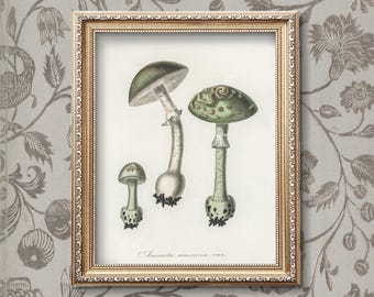 May include: A vintage botanical illustration of three green and white mushrooms with brown stems. The illustration is framed in a gold frame and has the text "Amanita muscaria var." at the bottom.