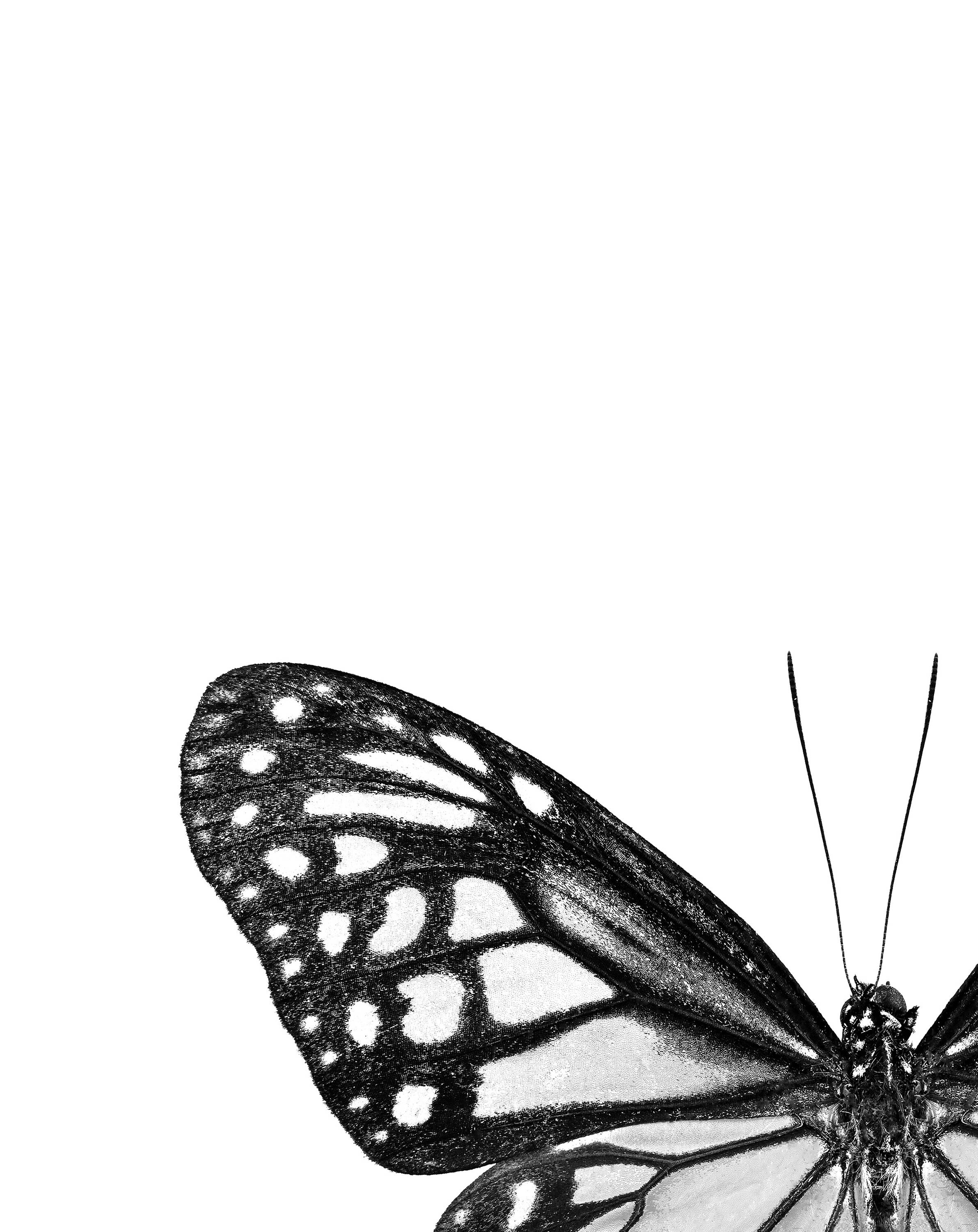 Butterfly Printable Monochrome Decor Minimalist Home | Etsy