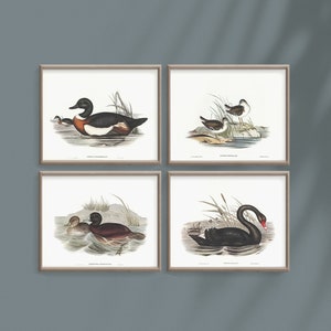 Antike Stockente Wandkunst, druckbare Bauernhaus Deko, Set von 4 Drucken, rustikale französische Land Wand dekor, Vintage Vogel Zeichnung, Enten Poster