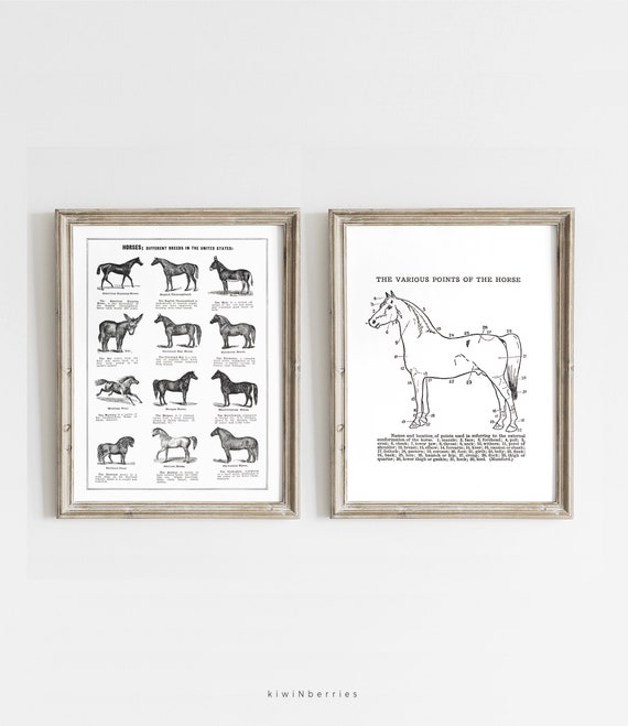 Printable Vintage Horse Print Horse Breeds Chart Antique - Etsy