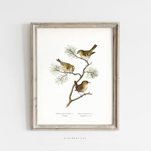 Birds Illustration Print, Vintage Animal Sketch, Downloadable Digital, Printable Vintage Art, Minimalist, Wild Birds on Branch Poster