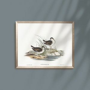 Dibujo de pájaros vintage, Decoración rústica de una casa de campo, Impresión de pájaros antiguos, Obras de arte mejoradas, Póster de aves, Carteles de naturaleza, Digital imprimible