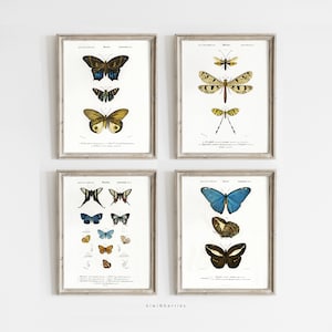 Vintage Butterfly Print Set of 4, Butterfly Wall Art, Gallery Wall Art, Beach House Decor, Natural History Art, Vintage Antique Drawings