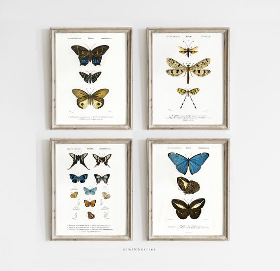 Vintage Butterfly Print Set: Antique Natural History Art (Set of 4)