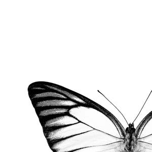 Butterfly Printable - Monochrome Decor - Minimalist Home - Black and ...