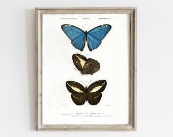 Blauer Morpho, Vintage Schmetterling Druck, Schmetterling Wandkunst, Galerie Wandkunst, Strandhaus Dekor, Naturgeschichte Kunst, Vintage Antike Zeichnungen