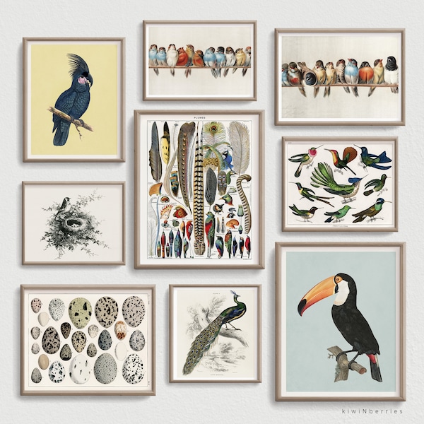 Vintage Gallery Wall Prints, Birds Ornithology Posters, Printable Vintage Art, Birds Set of prints Digital, Feathers eggs hummingbirds nest