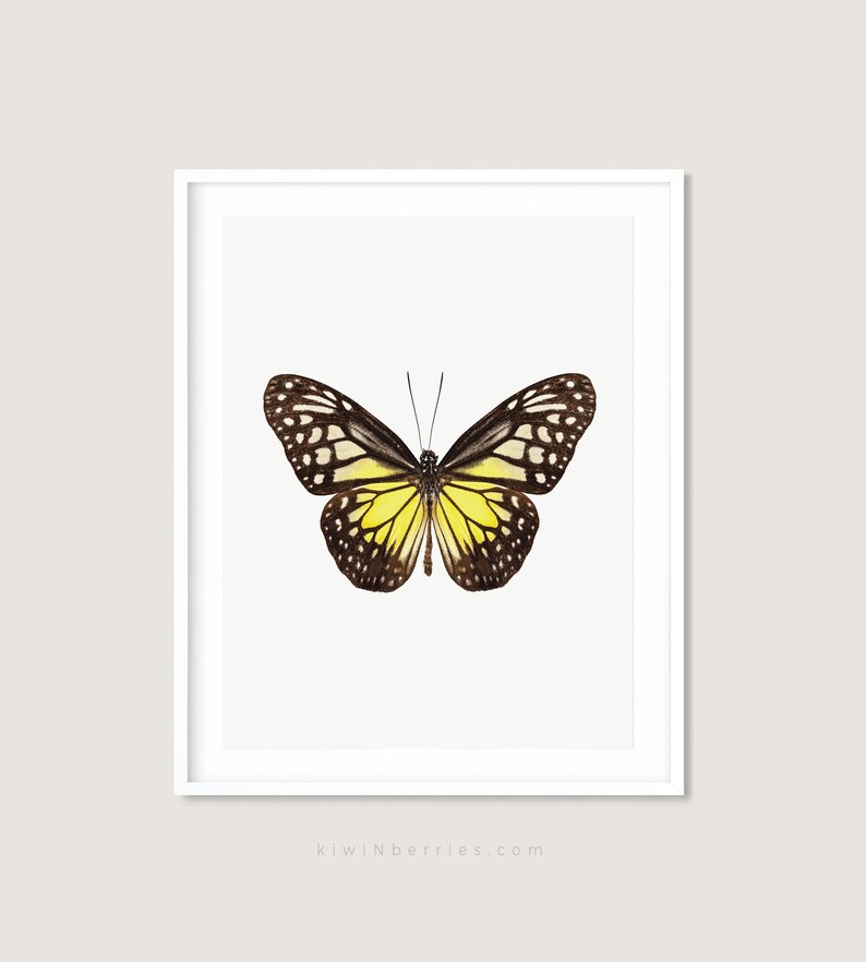 Butterflies Art Prints Butterfly Posters Gallery Wall Etsy