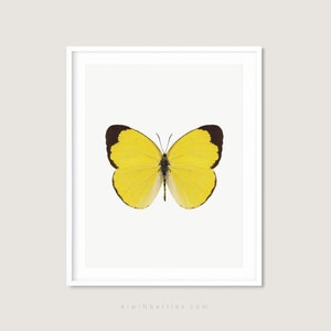 Real butterfly art print - yellow butterfly print - Modern wall art - Digital butterfly art - Scandinavian modern design - Scandinavian art