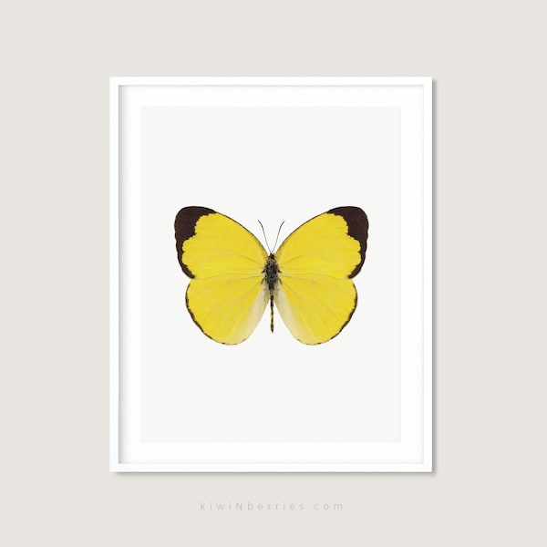 Real Butterfly Art Etsy