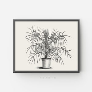 Palm Tree Print, Vintage Tree Drawing, Printable Wall Art, Downloadable Botanical Print, Sketch Art Print,Palm tree Poster,Palmera Landscape