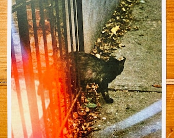 Spooky Halloween Cat, Haunted, Black Cat, Film, Analog, Analogue, Photo, Print