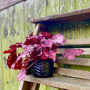 May include: A dark purple ceramic planter with a textured design holds a red-leaved houseplant. The plant is sitting on a wooden shelf against a green wooden background.