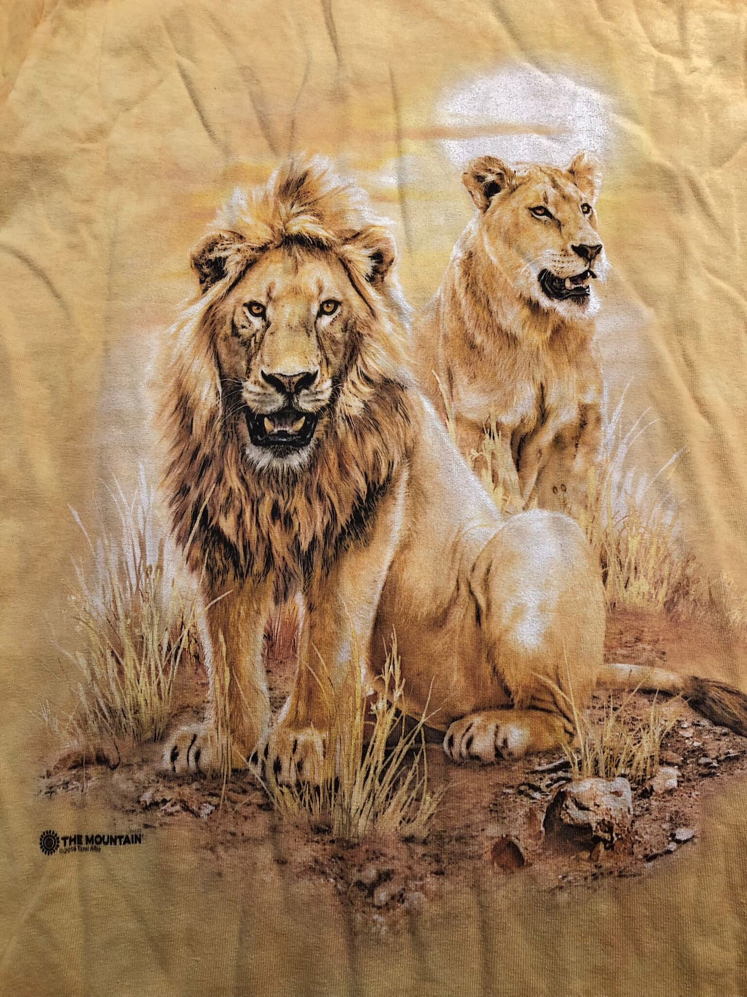 Lion Pair King Jungle Tiger Lions the Mountain Gold Wild Majestic