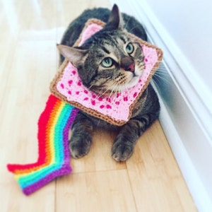 Nyan top cat outfit