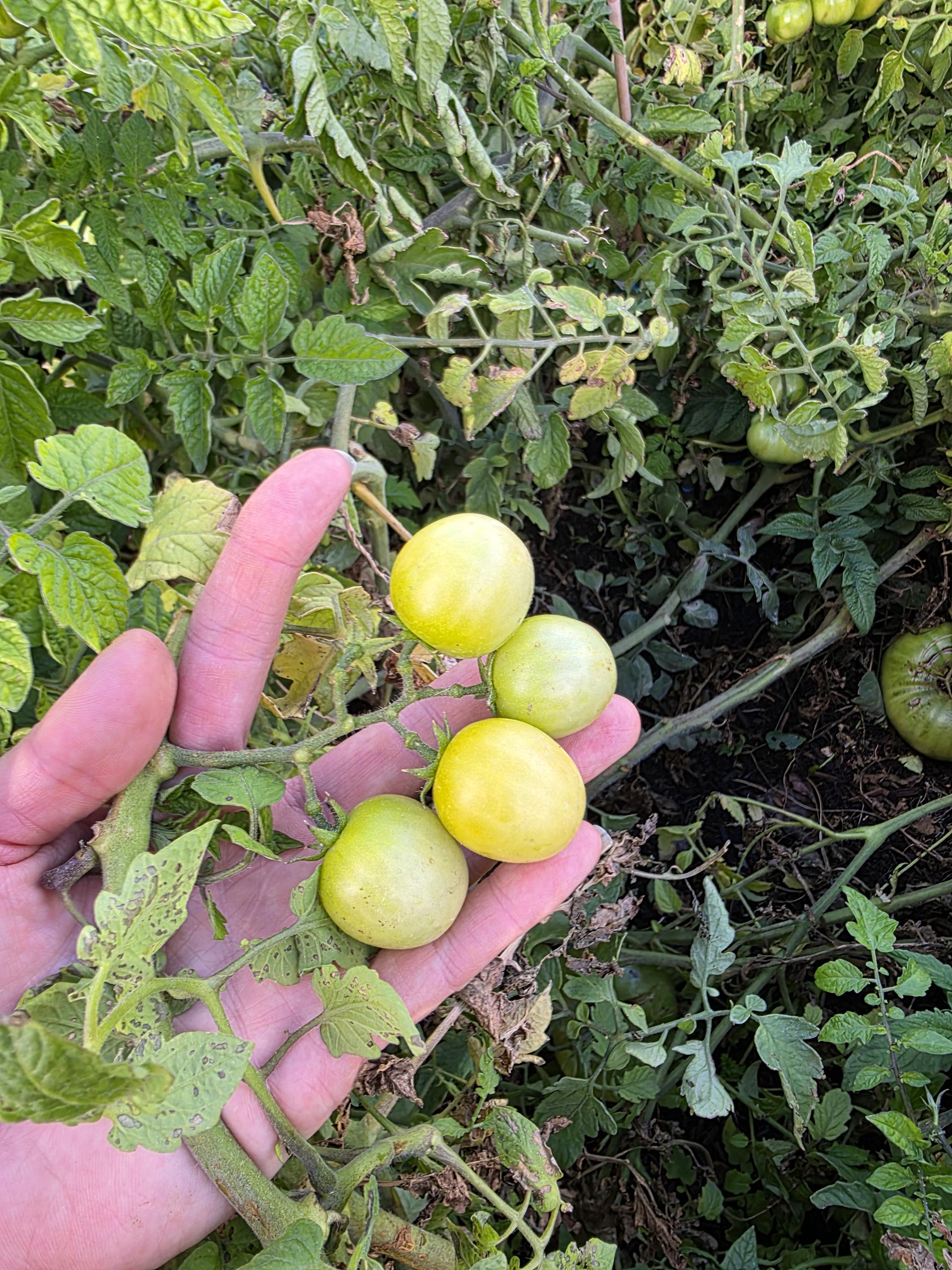 【tomato】 Lemonade Zebra Tomato (15+seeds) Grow Striped Sunshine! - Etsy